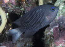 Image of Pomacentrus emarginatus (Outer-reef damsel)