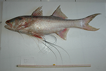 Image of Polydactylus luparensis (Sarawak Giant Threadfin)