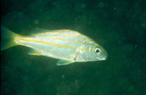 Image of Pomadasys quadrilineatus (Yellow-lined grunter)