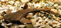 Image of Pseudobunocephalus amazonicus 