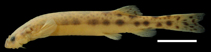 Image of Pseudostegophilus haemomyzon 