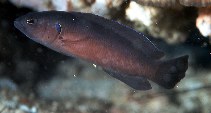 Image of Pseudochromis melas (Dark dottyback)