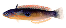Image of Pseudocoris ocellata 