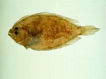 Image of Pseudorhombus pentophthalmus (Fivespot flounder)