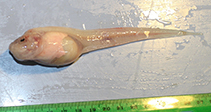 Image of Pseudoliparis swirei (Mariana snailfish)
