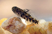 Image of Redigobius bikolanus (Speckled goby)