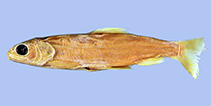 Image of Salvelinus neocomensis 