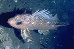 Image of Sebastes chlorostictus (Greenspotted rockfish)