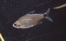 Image of Serrapinnus notomelas 