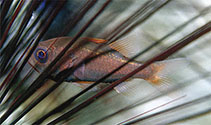 Image of Siphamia brevilux (Shortlight siphonfish)