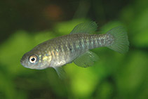 Image of Simpsonichthys zonatus 