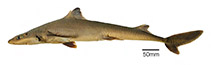 Image of Squalus bahiensis (Northeastern Brazilian dogfish)