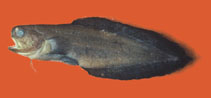 Image of Stygnobrotula latebricola (Black brotula)