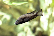 Image of Stomatepia pindu (Pindu)