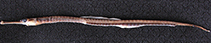 Image of Syngnathus schmidti 