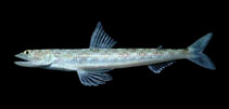 Image of Synodus sechurae (Sechura lizardfish)