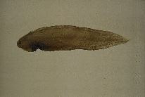 Image of Symphurus strictus (Blackbelly tonguesole)