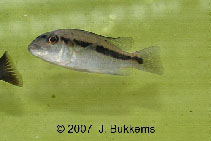 Image of Taeniochromis holotaenia 