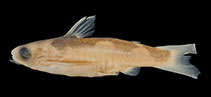 Image of Centromochlus melanoleucus 