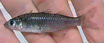 Image of Telmatherina antoniae (sailfin silversides)