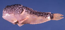 Image of Tetrabrachium ocellatum (Four-armed frogfish)