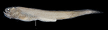 Image of Timorichthys angustus 