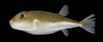 Image of Torquigener albomaculosus (White-spotted pufferfish)