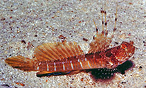Image of Tomiyamichthys nudus (Scaleless shrimpgoby)