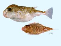 Image of Torquigener parcuspinus (Yellow-eyed toadfish)
