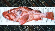 Image of Trachyscorpia echinata (Spiny scorpionfish)