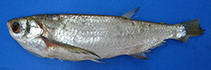 Image of Triportheus culter 