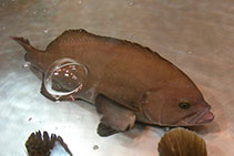 Image of Triso dermopterus (Oval grouper)