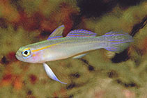 Image of Tryssogobius flavolineatus (Yellow-lined fairygoby)
