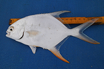 Image of Trachinotus goreensis (Longfin pompano)