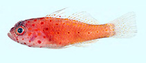 Image of Trimma halonevum (Pimple pygmygoby)