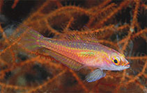 Image of Trimma hoesei (Forktail pygmygoby)