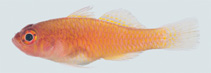 Image of Trimma milta (Red-earth pygmygoby)