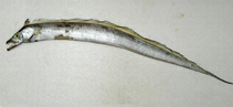 Image of Trichiurus nanhaiensis 