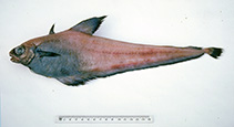 Image of Tripterophycis svetovidovi (Brown grenadier cod)
