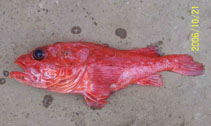 Image of Trachyscorpia verai (Ecuadorian Deep-sea Scorpionfish)