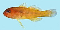 Image of Trimma xanthum (Yellow-red pygmygoby)