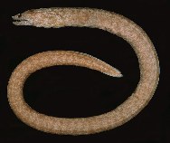 Image of Uropterygius kamar (Barlip reef-eel)