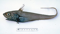 Image of Ventrifossa johnboborum (Snoutscale whiptail)