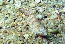 Image of Xenopoclinus kochi (Platanna klipfish)