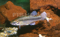 Image of Xenotaenia resolanae (Leopard splitfin)