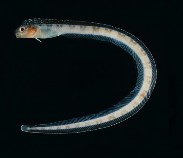 Image of Xiphasia matsubarai (Japanese snake blenny)