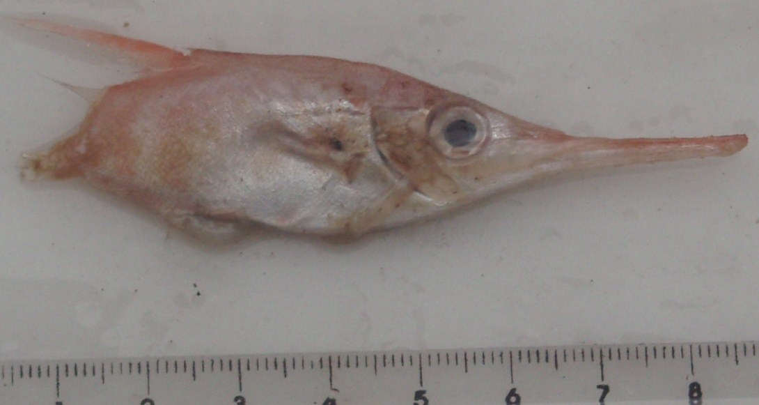 sniperfish.JPG