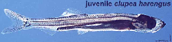 juvenile.jpg