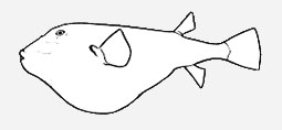 Tetraodontidae