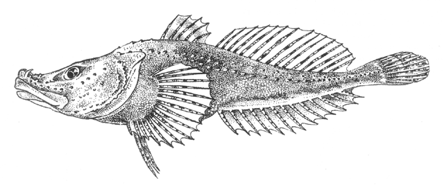 Abyssocottus elochini